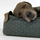 blue stain resistant Crypton pet bed with dog print - Hilton to Home via Atticmag