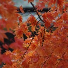 orange home decor - Japanese maple leaves - flatbush gardener via atticmag